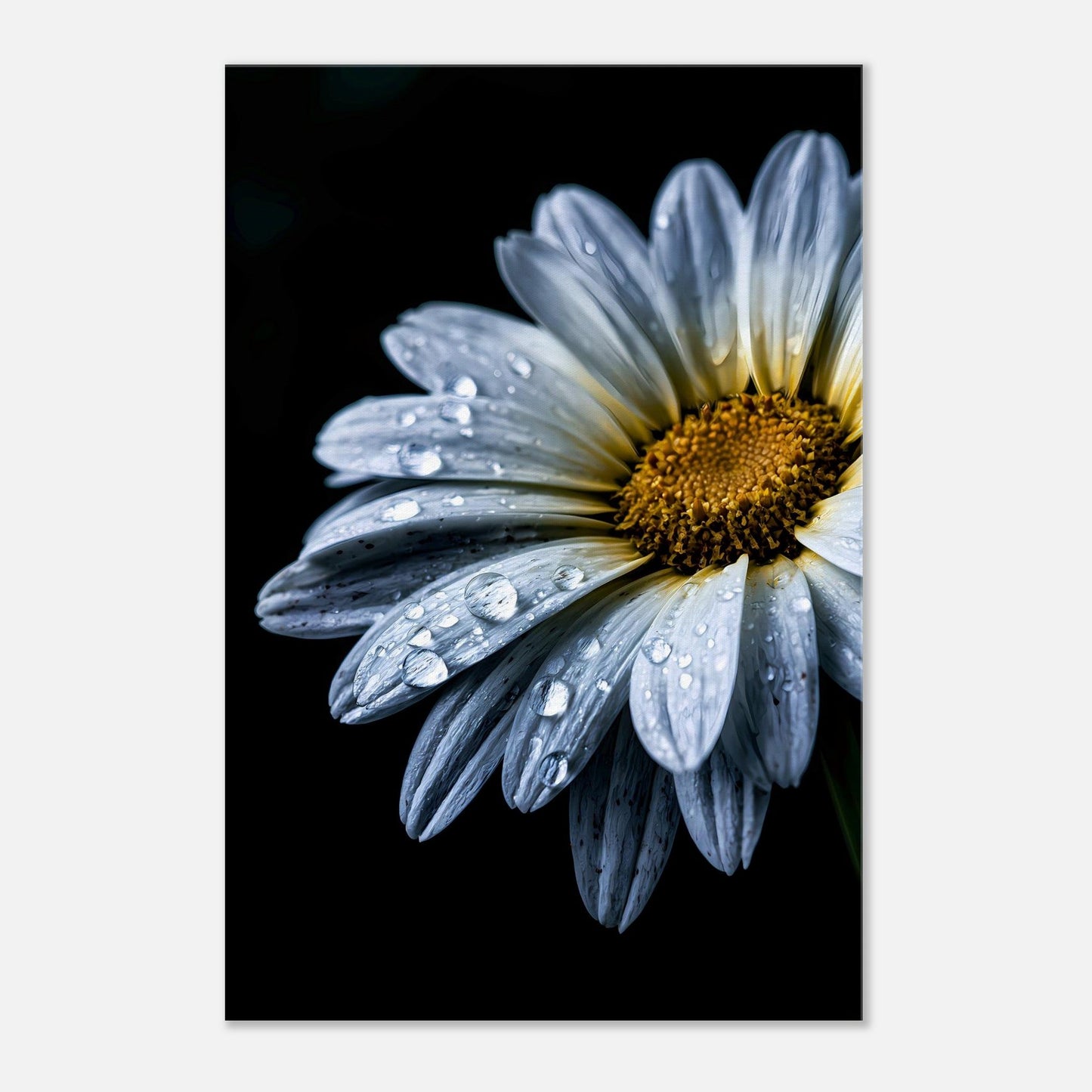 After the Rain — Digital Download