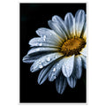 Framed Paper Print